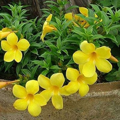 Bush Allamanda Flowering Plant With tub - First Delivery - Image 4