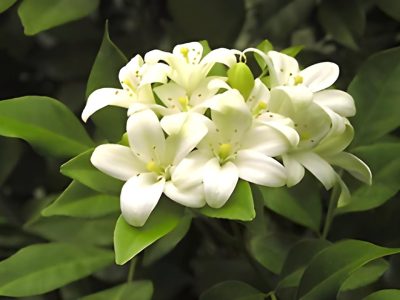  Kamani Flower Plants /Satin Wood/Madhu Flowering Plant with Tub - First Delivery - Image 5