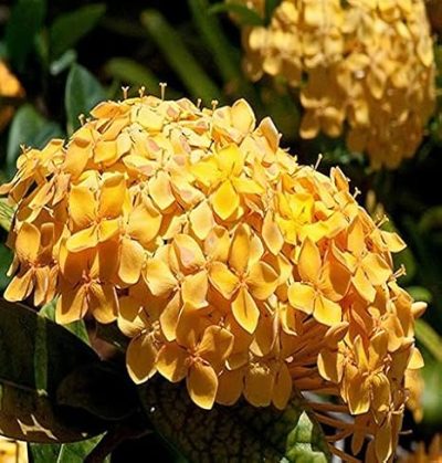 Ixora Semi Dwarf Orange - Flowering Shrubs - Image 3