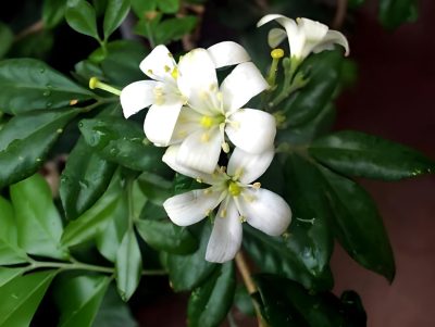  Kamani Flower Plants /Satin Wood/Madhu Flowering Plant with Tub - First Delivery - Image 4