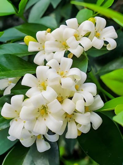  Kamani Flower Plants /Satin Wood/Madhu Flowering Plant with Tub - First Delivery - Image 6