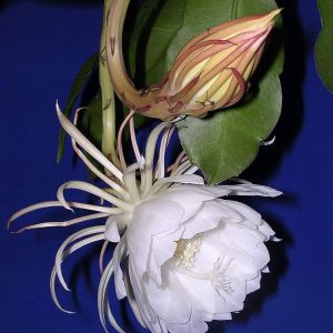 Brahma Kamal / Queen Of The Night Flowering live Plants with tub - First Delivery