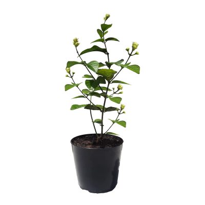 Jasmine Mini/Mogra live plant With tub- Flowering Shrubs (first delivery) - Image 3