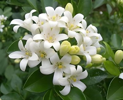  Kamani Flower Plants /Satin Wood/Madhu Flowering Plant with Tub - First Delivery - Image 7