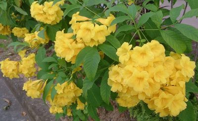 Tecoma gaudichaudi/Yellow Bells Flowering Plant with tub -First Delivery - Image 2