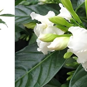 Tagar Double Frills Flowering live plant with tub - First delivery