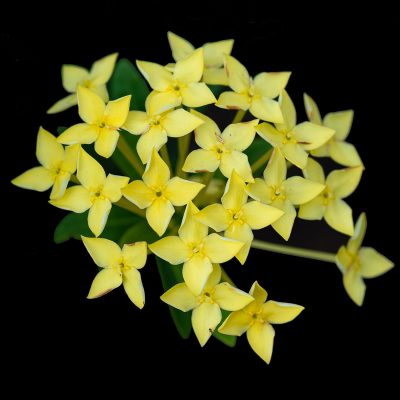 Ixora Semi Dwarf Orange - Flowering Shrubs - Image 5