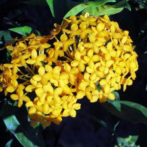 Ixora Semi Dwarf Orange - Flowering Shrubs