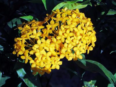 Ixora Semi Dwarf Orange - Flowering Shrubs