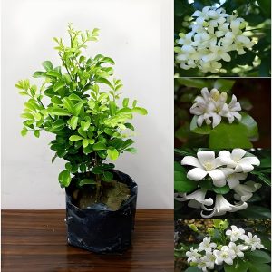  Kamani Flower Plants /Satin Wood/Madhu Flowering Plant with Tub - First Delivery