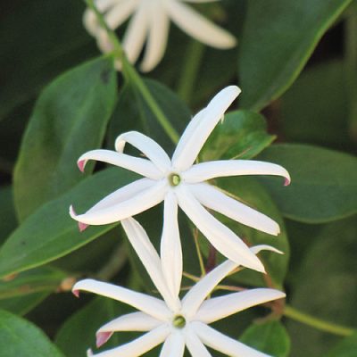 Angel wing jasmine Climbers Live Plant with pot - First Delivery - Image 3