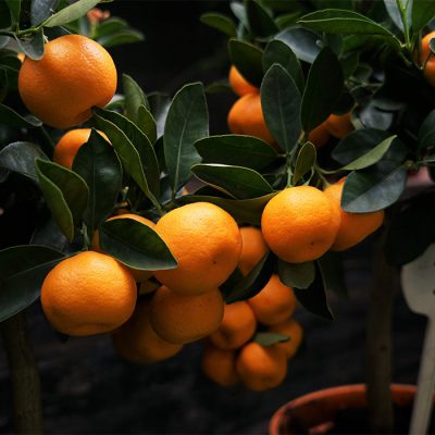 The Chinese orange plant (Citrus sinensis) is a versatile and widely cultivated species of citrus tree native to China.