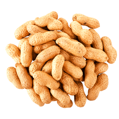 Peanuts, which grow underground, are encased in a thin, papery shell or pod.