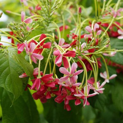 Rangoon Creeper (Madhumalati Vine) live plant - Creepers & Climbers - Image 4