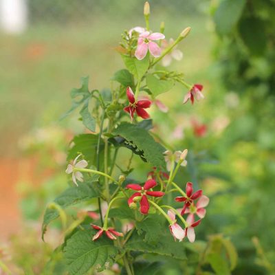 Rangoon Creeper (Madhumalati Vine) live plant - Creepers & Climbers - Image 5