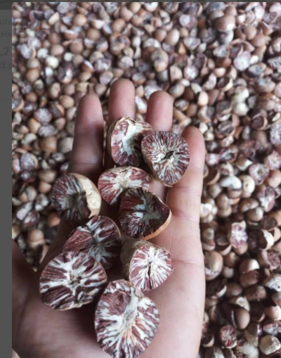 Betel nut has been valued for its ability to promote digestion and stimulate appetite