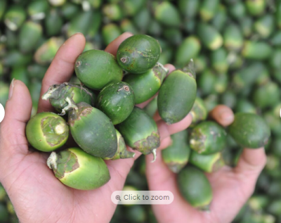Betel nut