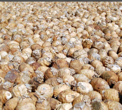 Betel nut