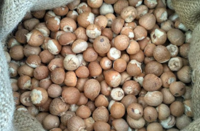 Betel nut