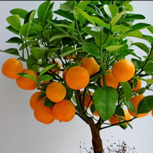 The Chinese orange plant (Citrus sinensis) is a versatile and widely cultivated species of citrus tree native to China.