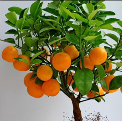 The Chinese orange plant (Citrus sinensis) is a versatile and widely cultivated species of citrus tree native to China.