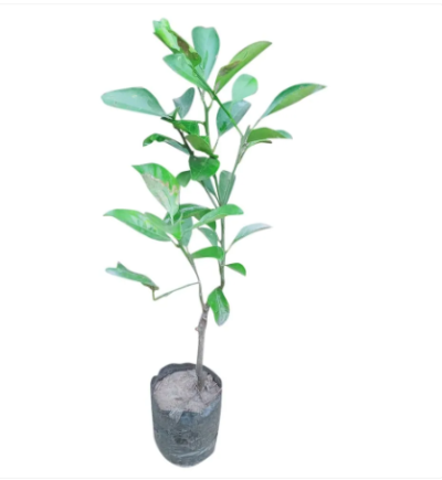 The Chinese orange plant (Citrus sinensis) is a versatile and widely cultivated species of citrus tree native to China.