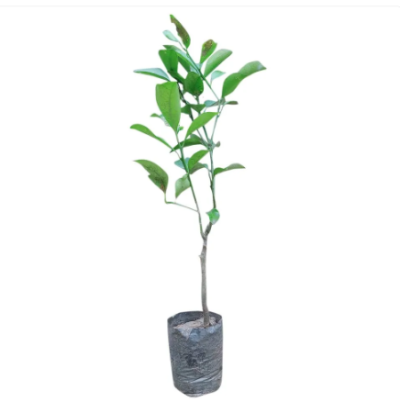The Chinese orange plant (Citrus sinensis) is a versatile and widely cultivated species of citrus tree native to China.