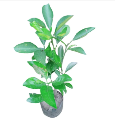 The Chinese orange plant (Citrus sinensis) is a versatile and widely cultivated species of citrus tree native to China.
