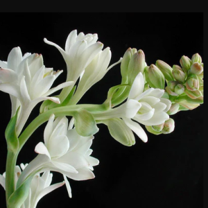 Tuberose/Mexican (Rajanigandha) Flowering live Plants -First Delivery