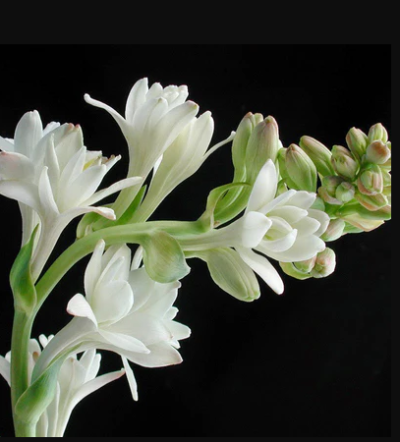 Tuberose/Mexican (Rajanigandha) Flowering live Plants -First Delivery