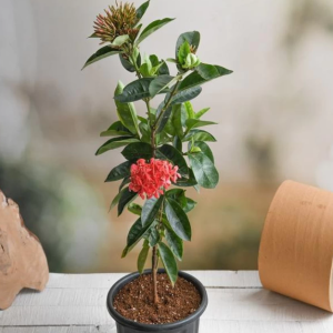 Ixora singapuri hybrid red flowering plant with tub - First Delivery