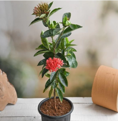 Ixora singapuri hybrid red flowering plant with tub - First Delivery