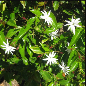 Angel wing jasmine Climbers Live Plant with pot - First Delivery
