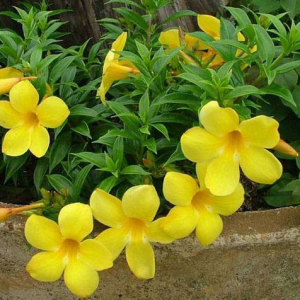 Bush Allamanda, Allamanda cathartica (Yellow) Flowering live Plants