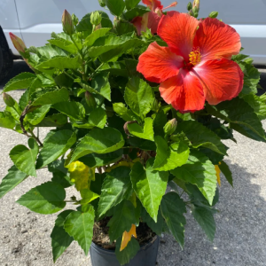 Red Hibiscus Flowering Plants with pot - First Delivery