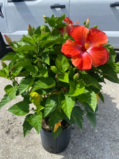 Red Hibiscus Flowering Plants with pot - First Delivery