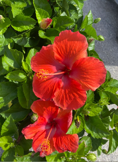 Red Hibiscus Flowering Plants with pot - First Delivery - Image 4