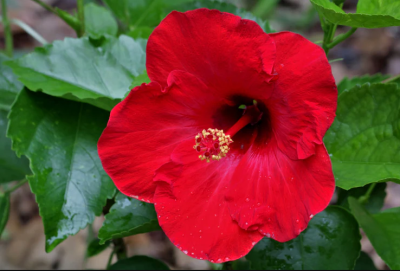 Red Hibiscus Flowering Plants with pot - First Delivery - Image 3