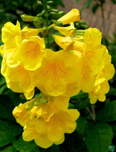 Tecoma gaudichaudi/Yellow Bells Flowering Plant with tub -First Delivery - Image 4