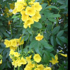 Tecoma gaudichaudi/Yellow Bells Flowering Plant with tub -First Delivery