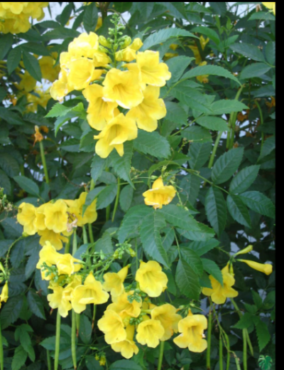 Tecoma gaudichaudi/Yellow Bells Flowering Plant with tub -First Delivery