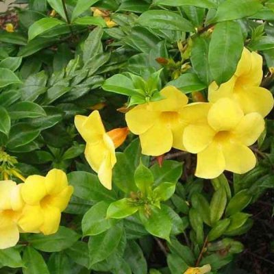 Bush Allamanda Flowering Plant With tub - First Delivery - Image 2