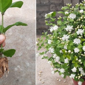 Jasmine Mini/Mogra live plant With tub- Flowering Shrubs (first delivery)