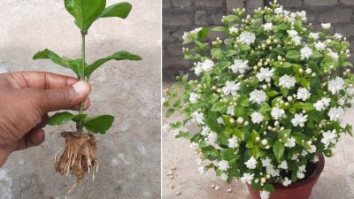 Jasmine Mini/Mogra live plant With tub- Flowering Shrubs (first delivery)