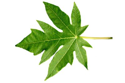 Papaya Leaves /Papaya Plant Leaves juice, extracted from the leaves of the papaya plant,