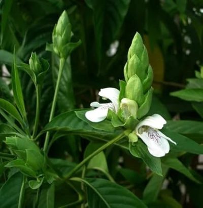 Vasaka (Justicia adhatoda) Basok Pata live plant (বাসক পাতা) /leaves - Image 4