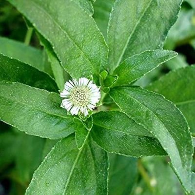 Bhringraj Plant / Eclipta prostrata Medicinal live plant /Leaves - Image 4