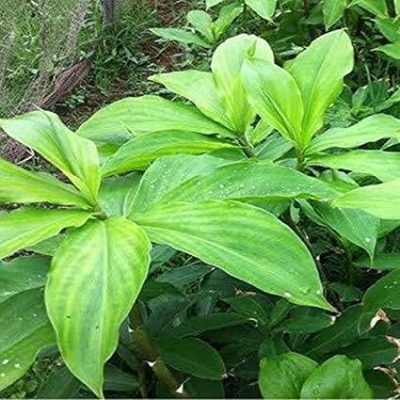 Insulin Plant Rhizomes /Costus igneus live plant /Leaves - Image 3