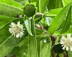Bhringraj Plant / Eclipta prostrata Medicinal live plant /Leaves