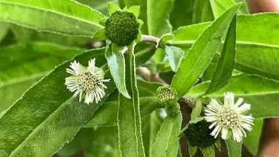 Bhringraj Plant / Eclipta prostrata Medicinal live plant /Leaves